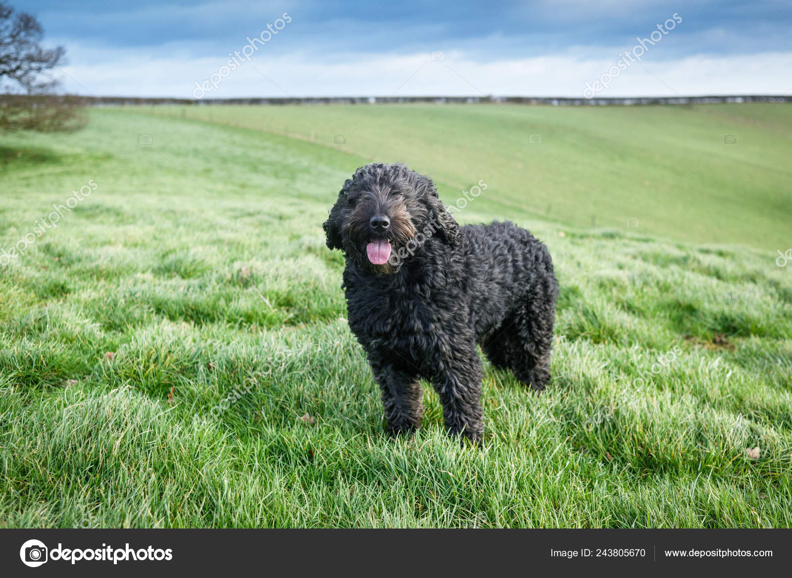dog cockapoo black