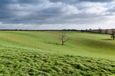 Kırsal manzara görünümü bir yeşil alan içinde ölü ağaç 
