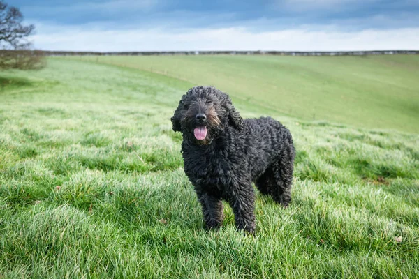 Siyah Cockapoo Köpek Rüzgarlı Bir Günde Bir Kırsal Ortamda — Stok fotoğraf