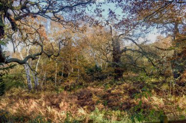 Sherwood Ormanı antik yaprak döken meşe ve kayın ağacı orman sonbahar renkler folklor kanun kaçağı Robin Hood da ünlü. Kuzey Nottinghamshire, İngiltere, İngiltere'de East Midlands Sherwood Ormanı mevcuttur.