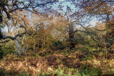 Sherwood Forest ancient deciduous Oak and Beech tree woodland in Autumn colours also famous for folklore outlaw Robin Hood. Sherwood Forest is in North Nottinghamshire in the East Midlands of England, UK. clipart