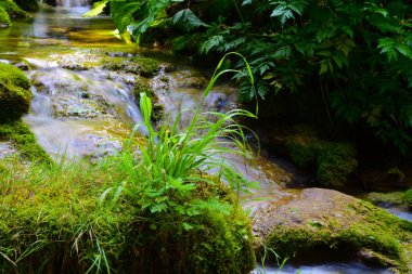 Derenin güzel detayı, sabahın erken saatlerinde. 