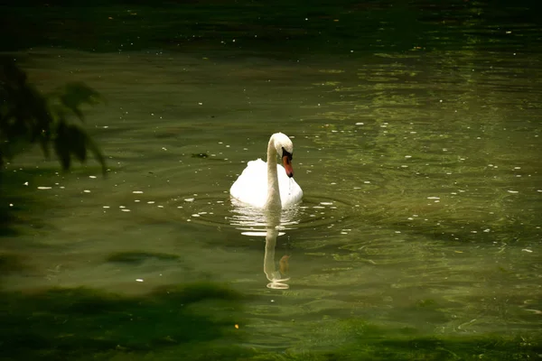 Cisne disfrutando del estanque —  Fotos de Stock