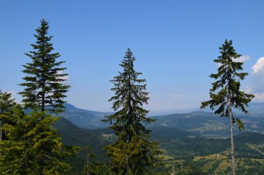 Mavi gökyüzüne karşı üç çam ağacı