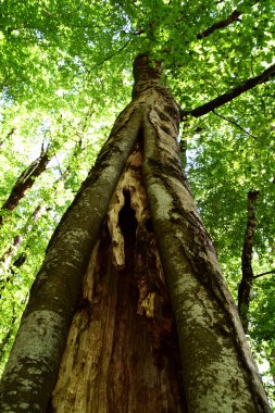Yüksek yaşlı ağaç ve içinde küçük bir çocuğun sığabileceği büyük bir çukur. Fotoğraf Karadağ 'ın Biogradska Gora kentinde çekildi.