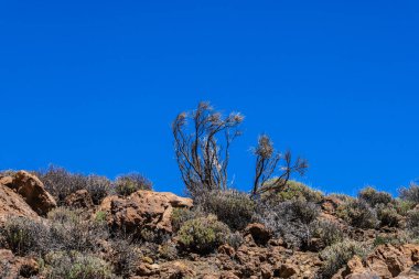 Teide Milli Parkı Yerli planları, volkan Tenerife flora, Kanarya Adaları, İspanya - Resim