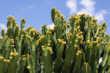 Euphorbia canariensis (Kanarya Adası spurge) mavi gökyüzü b ile