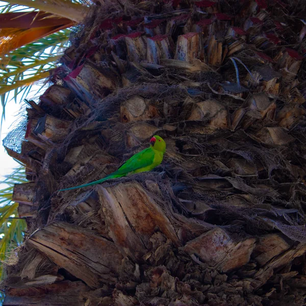 Monk parakeet (Myiopsitta monachus) parrot on the palm tree, Ten