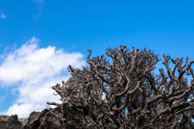 Kaya üzerinde yetişen tatlı tabaiba bitkisi (Euphorbia balsam? fera)