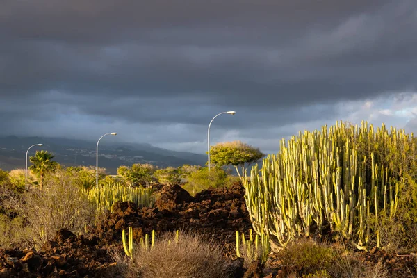 The street lights view with the various plants landscape, canaty — Stock Photo, Image