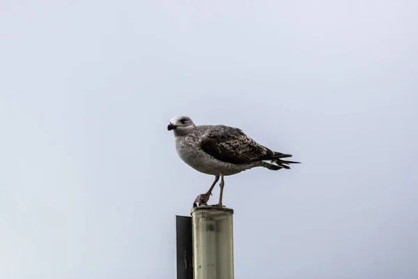 Graue Möwe auf der Stange mit grauem Himmelshintergrund - Bild — Stockfoto