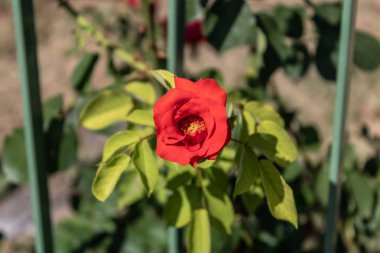 Kırmızı floribunda arka planda bahçe çit ile gül - Resim