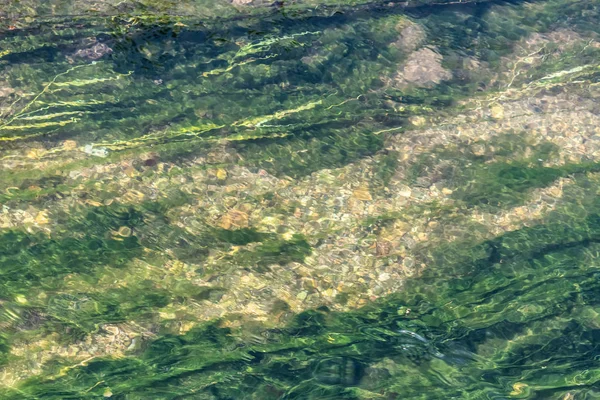 Algen im Gebirgsbach klares Wasser - Bild — Stockfoto