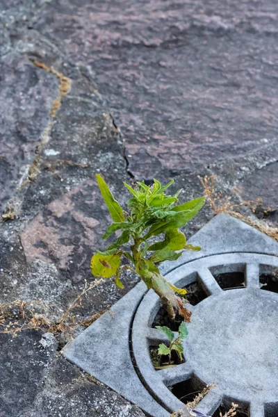 Round storm drain with the plant growing out of it - Image