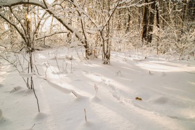 çalılar ve ağaçlar kış orman