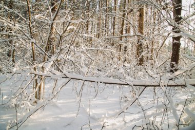 çalılar ve ağaçlar kış orman