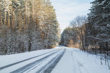 Kış çam ormanı içinde yol