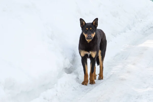 sokak köpeği
