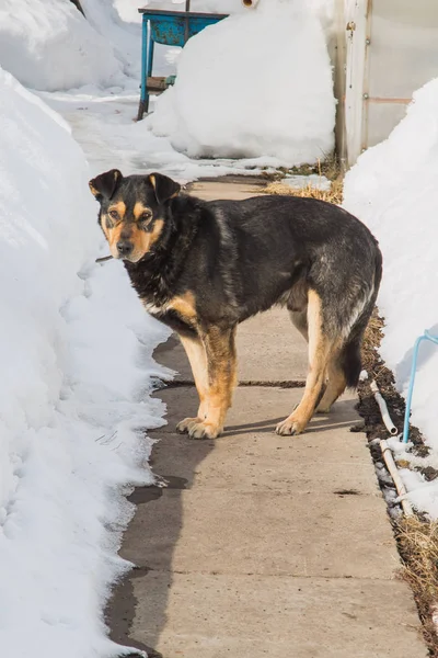 sokak köpeği
