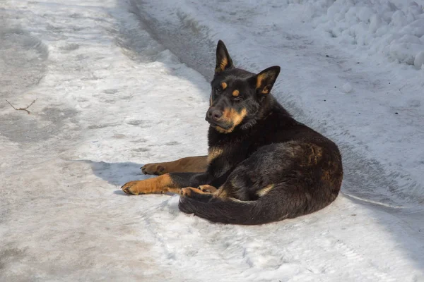 sokak köpeği