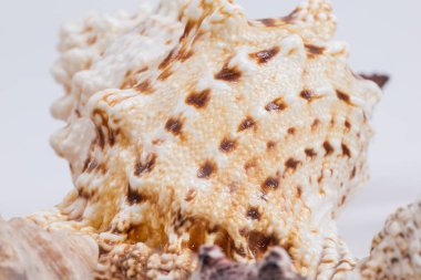 diğer kabukları arkasında deniz kabuğu