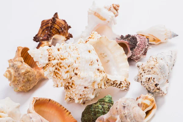 Conchas do mar de diferentes formas e cores em um fundo branco — Fotografia de Stock