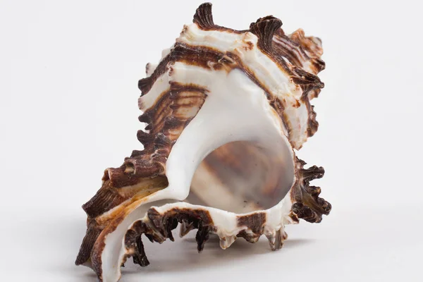 Concha marina sobre fondo blanco — Foto de Stock