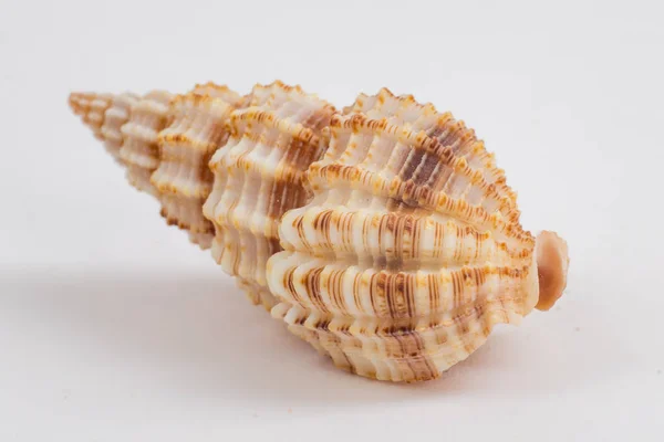 Sea shell on white background — Stock Photo, Image