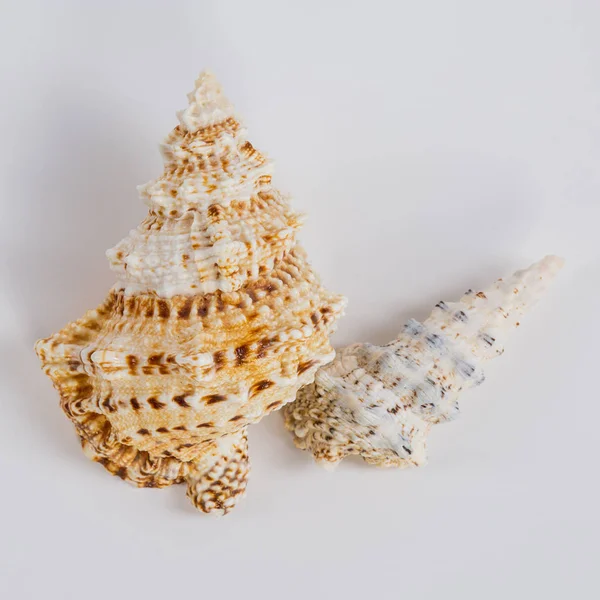 Duas conchas do mar em um fundo branco — Fotografia de Stock