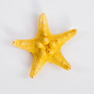 beyaz zemin üzerine sarı deniz yıldızı