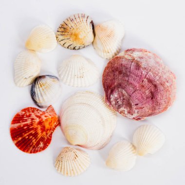 Deniz kabukları farklı renklerde