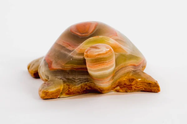 Tortue onyx sur fond blanc — Photo