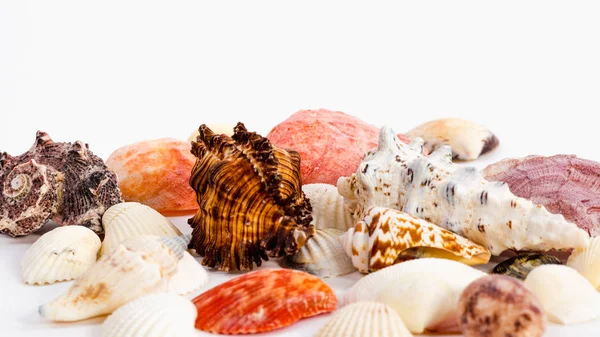 Sea shells of different colors — Stock Photo, Image