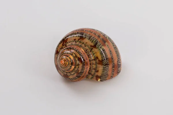 beyaz arkaplanda deniz kabuğu