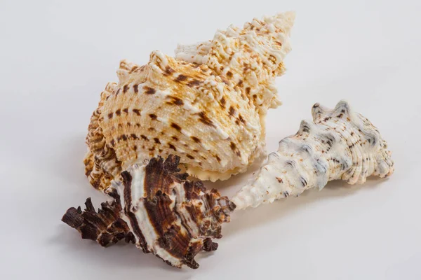 Three sea shells on a white background — Stock Photo, Image