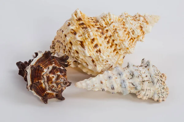 Três conchas do mar sobre um fundo branco — Fotografia de Stock