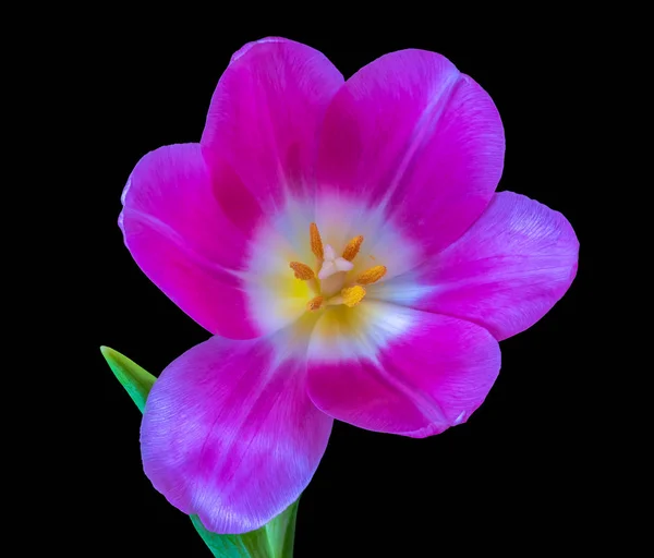 Kunst Stilleben Fargerik Makro Isolert Rosa Fiolett Glanset Tulipanblomst Svart – stockfoto