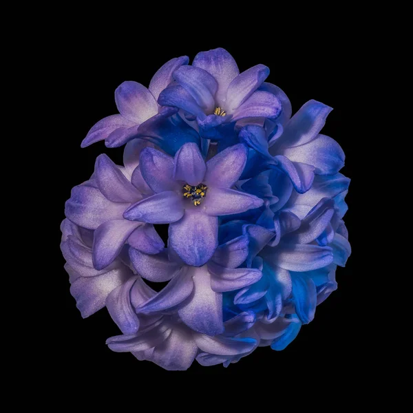 美术静止不动的生活充满活力的彩色宏的一个单一的孤立的茎紫罗兰色风信子花在黑色的背景与详细的纹理 — 图库照片
