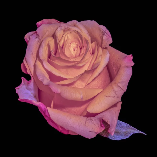 Fine Art Stillleben Makro Einer Einzelnen Orangen Rosa Rosenblüte Mit — Stockfoto