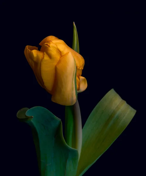 Güzel Sanatlar Natürmort Bir Tek Izole Altın Sarısı Yeşil Parlak — Stok fotoğraf