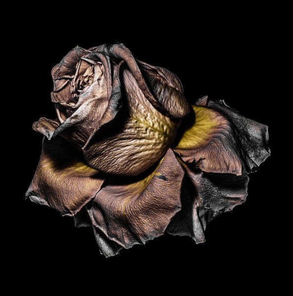 Floral fine art color macro of a single isolated  aged fading golden and brown rose blossom with metallic detailed texture on black background in vintage surreal painting style, fantastic realism