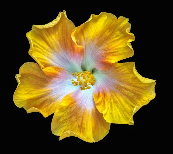 Λεπτή Τέχνη Νεκρή Floral Χρώματος Λουλούδι Μακρο Φωτογραφία Ενός Ενιαίου — Φωτογραφία Αρχείου