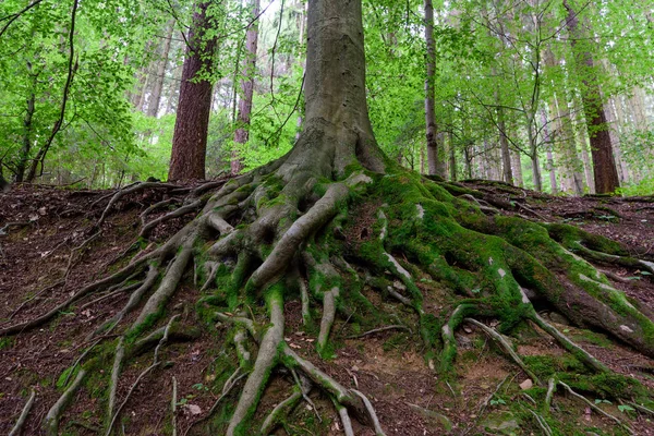 Outdoor Natural Image Gigantic Roots Old Tree Covered Moss Underwood — Stock Photo, Image