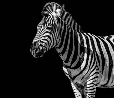 Fine art black and white monochrome portrait of a single isolated cute zebra on black background taken in South Africa - outdoor safari animal impression clipart