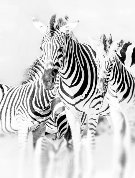 Fine art artistic bright monochrome portrait of a zebra group in a South African National Park - high key black and white animal close-up with blurred background