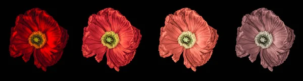 花卉美术静物详细的颜色宏观花肖像收集了四个孤立的红色发光的沙爹 丝绸广泛开放的花朵隔离在黑色背景上与详细的纹理 — 图库照片