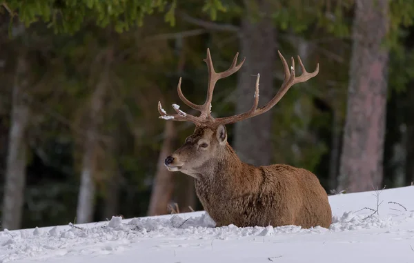 Kolor Odkryty Dzikość Zima Zwierzę Portret Jednego Red Deer Ełk — Zdjęcie stockowe