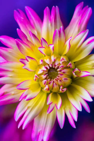 Surreal fantasy flower, floral fine art still life, colorful bright single isolated detailed dahlia blossom macro on blue background ,pink,yellow,green,orange,violet, pop-art style,joyful,optimistic