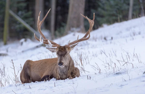 Color Outdoor Wildlife Winter Animal Portrait Single Red Deer Elk — Stock Photo, Image