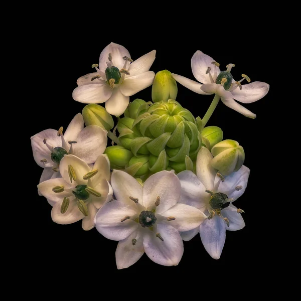 Fine Art Still Life Warm Colorful Floral Macro White Green — Stock Photo, Image